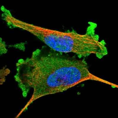 Immunocytochemistry/Immunofluorescence: Adenylosuccinate Synthase Antibody [NBP1-90360] - Staining of human cell line U-251 MG shows localization to plasma membrane and cytosol. Antibody staining is shown in green.