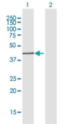 Western Blot: AdipoR2 Antibody [H00079602-D01P] - Analysis of ADIPOR2 expression in transfected 293T cell line by ADIPOR2 polyclonal antibody.Lane 1: ADIPOR2 transfected lysate(43.90 KDa).Lane 2: Non-transfected lysate.