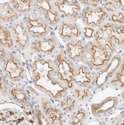 Immunohistochemistry-Paraffin: Adipolin/FAM132A Antibody [NBP1-90700] - Staining of human kidney shows moderate membranous and cytoplasmic postivity in cells in tubules.