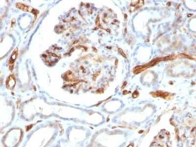 Immunohistochemistry-Paraffin: Adiponectin/Acrp30 Antibody (ADPN/1370) - Azide and BSA Free [NBP2-54319] - Formalin-fixed, paraffin-embedded human Kidney stained with Adiponectin Monoclonal Antibody (ADPN/1370).