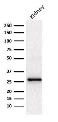 Western Blot: Adiponectin/Acrp30 Antibody (ADPN/1370) - Azide and BSA Free [NBP2-54319] - Western blot Analysis of human Kidney lysate using Adiponectin/Acrp30 Antibody (ADPN/1370).