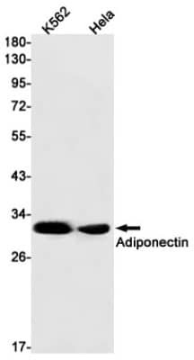 Western Blot: Adiponectin/Acrp30 Antibody (S03-9F3) [NBP3-20028] - Western blot detection of Adiponectin/Acrp30 in K562, Hela cell lysates using NBP3-20028 (1:1000 diluted). Predicted band size: 26kDa. Observed band size: 30kDa.