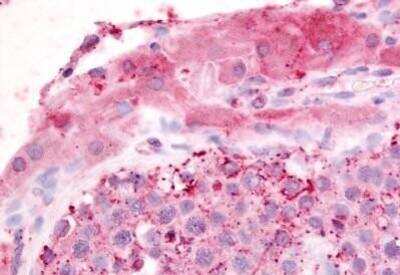 Immunohistochemistry-Paraffin: Adrenomedullin R/ADMR/GPR182 Antibody [NB100-58987] - Staining of human testis.