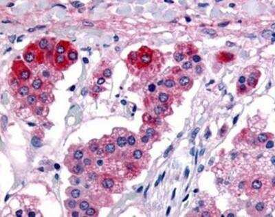 Immunohistochemistry-Paraffin: Adrenomedullin R/ADMR/GPR182 Antibody [NBP1-02367] - Staining of human adrenal. Immunohistochemistry of formalin-fixed, paraffin-embedded tissue after heat-induced antigen retrieval. Antibody concentration 6-9 ug/ml.