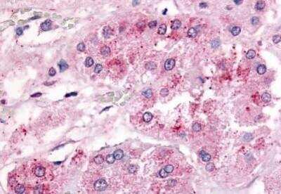 Immunohistochemistry-Paraffin: Adrenomedullin R/ADMR/GPR182 Antibody [NBP1-02384] - Staining of human adrenal. Immunohistochemistry of formalin-fixed, paraffin-embedded tissue after heat-induced antigen retrieval. Antibody concentration 40 ug/ml.