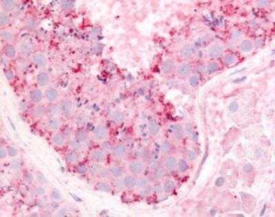 Immunohistochemistry-Paraffin: Adrenomedullin R/ADMR/GPR182 Antibody [NBP1-02674] - Staining of human testis. 