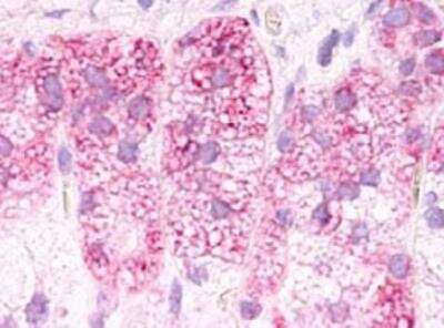 Immunohistochemistry-Paraffin: Adrenomedullin R/ADMR/GPR182 Antibody [NLS391] - Analysis of anti-GPR182 / ADMR antibody with human adrenal, zona glomerulosa.