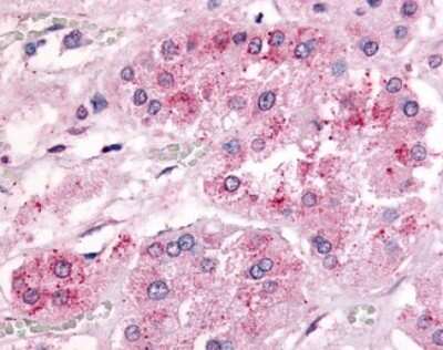 Immunohistochemistry-Paraffin: Adrenomedullin R/ADMR/GPR182 Antibody [NLS3964] - Analysis of anti-GPR182 / ADMR antibody with human adrenal.