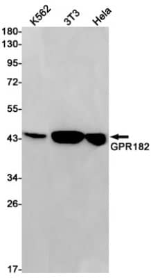 Western Blot: Adrenomedullin R/ADMR/GPR182 Antibody (S02-3E6) [NBP3-19650] - Western blot detection of Adrenomedullin R/ADMR/GPR182 in K562, C6, 3T3, Hela cell lysates using NBP3-19650 (1:1000 diluted). Predicted band size: 45kDa. Observed band size: 45kDa.