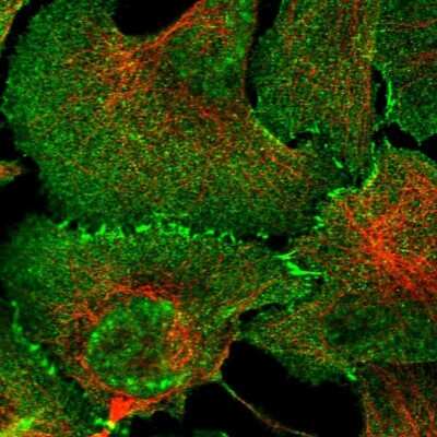 Immunocytochemistry/Immunofluorescence: Afadin/AF-6 Antibody [NBP1-90218] - Immunofluorescent staining of human cell line U-2 OS shows localization to nuclear speckles, plasma membrane & cell junctions.