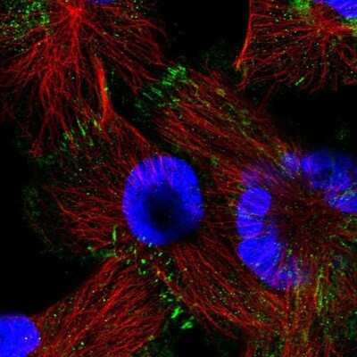 Immunocytochemistry/Immunofluorescence: Afadin/AF-6 Antibody [NBP1-90220] - Staining of human cell line U-251 MG shows positivity in cytoplasm and cell junctions.