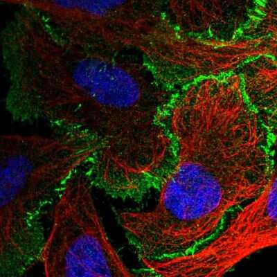 Immunocytochemistry/Immunofluorescence: Afadin/AF-6 Antibody [NBP2-55781] - Staining of human cell line U-2 OS shows localization to plasma membrane & cell junctions.