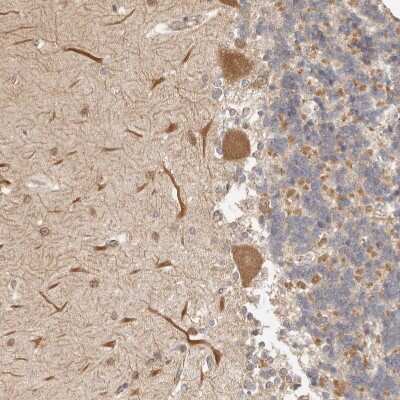 Immunohistochemistry-Paraffin: Afadin/AF-6 Antibody [NBP1-90218] - Staining of human Cerebellum shows moderate cytoplasmic positivity in Purkinje cells.