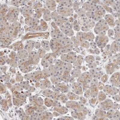 Immunohistochemistry-Paraffin: Afadin/AF-6 Antibody [NBP1-90219] - Staining of human pancreas shows distinct positivity in acinar luminal membranes.