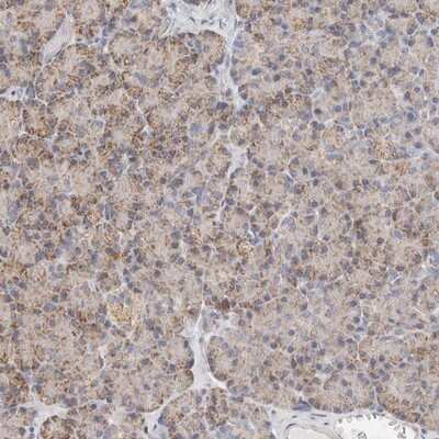 Immunohistochemistry-Paraffin: Afadin/AF-6 Antibody [NBP1-90220] - Staining of human pancreas shows moderate granular positivity in exocrine cells.