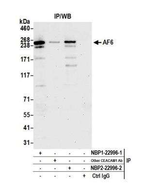 Afadin/AF-6 Antibody [NBP1-22996] - Detection of human AF6 by western blot of immunoprecipitates. Samples: Whole cell lysate (1.0 mg per IP reaction; 20% of IP loaded) from HeLa cells prepared using NETN lysis buffer. Antibodies: Affinity purified rabbit anti-AF6 antibody NBP1-22996 (lot NBP1-22996-2) used for IP at 6 ug per reaction. AF6 was also immunoprecipitated by a previous lot of this antibody (lot NBP1-22996-1) and a another rabbit anti-AF6 antibody. For blotting immunoprecipitated AF6, NBP1-22996 was used at 1 ug/ml. Detection: Chemiluminescence with an exposure time of 30 seconds.