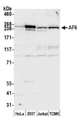 Western Blot: Afadin/AF-6 Antibody [NBP1-22996] - Detection of human and mouse AF6 by western blot. Samples: Whole cell lysate (50 ug) from HeLa, HEK293T, Jurkat, and mouse TCMK-1 cells prepared using NETN lysis buffer. Antibody: Affinity purified rabbit anti-AF6 antibody NBP1-22996 used for WB at 0.1 ug/ml. Detection: Chemiluminescence with an exposure time of 10 seconds.