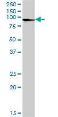 Western Blot: Afamin Antibody [H00000173-B01P] - Analysis of AFM expression in human liver.