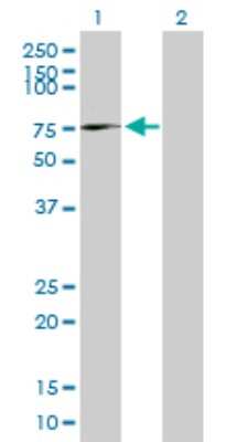 Western Blot: Afamin Antibody [H00000173-B01P] - Analysis of AFM expression in transfected 293T cell line by AFM polyclonal antibody.  Lane1:AFM transfected lysate(65.89 KDa). Lane2:Non-transfected lysate.