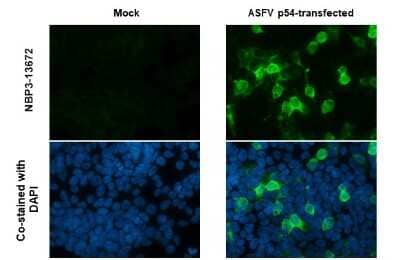 Immunocytochemistry/Immunofluorescence: African Swine Fever Virus p54 Antibody (GT1075) [NBP3-13672] - African Swine Fever Virus p54 antibody [GT1075] detects African Swine Fever Virus p54 protein by immunofluorescent analysis. Sample: Mock and transfected 293T cells were fixed in 4% paraformaldehyde at RT for 15 min. Green: African Swine Fever Virus p54 stained by African Swine Fever Virus p54 antibody [GT1075] (NBP3-13672) diluted at 1:1000. Blue: Fluoroshield with DAPI.