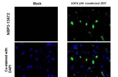 Immunohistochemistry-Paraffin: African Swine Fever Virus p54 Antibody (GT1075) [NBP3-13672] - African Swine Fever Virus p54 antibody [GT1075] detects African Swine Fever Virus p54 protein at cytoplasm by immunohistochemical analysis. Sample: African swine fever virus envelope protein p54 transfected 293T cell FFPE Cell Pellet Block. Green: African Swine Fever Virus p54 stained by African Swine Fever Virus p54 antibody [GT1075] (NBP3-13672) diluted at 1:1000. Blue: Fluoroshield with DAPI. Antigen Retrieval: Citrate buffer, pH 6.0, 15 min