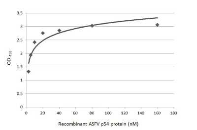 Sandwich ELISA: African Swine Fever Virus p54 Antibody (GT1075) [NBP3-13672] - Sandwich ELISA detection of recombinant African Swine Fever Virus p54 using antibodies as below. Capture: African Swine Fever Virus p54 antibody [GT1075] (NBP3-13672) (5 ug/mL) Detection: African Swine Fever Virus p54 antibody (NBP3-13435) (1 ug/mL)