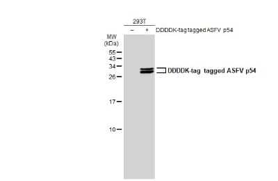 Western Blot: African Swine Fever Virus p54 Antibody (GT1075) [NBP3-13672] - Non-transfected (-) and transfected (+) 293T whole cell extracts (30 ug) were separated by 15% SDS-PAGE, and the membrane was blotted with African Swine Fever Virus p54 antibody [GT1075] (NBP3-13672) diluted at 1:5000. The HRP-conjugated anti-mouse IgG antibody (NBP2-19382) was used to detect the primary antibody.