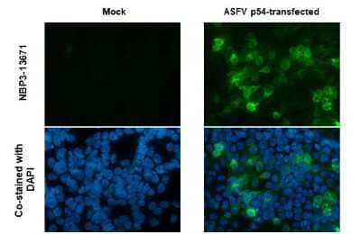 Immunocytochemistry/Immunofluorescence: African Swine Fever Virus p54 Antibody (GT853) [NBP3-13671] - African Swine Fever Virus p54 antibody [GT853] detects African Swine Fever Virus p54 protein by immunofluorescent analysis. Sample: Mock and transfected 293T cells were fixed in 4% paraformaldehyde at RT for 15 min. Green: African Swine Fever Virus p54 stained by African Swine Fever Virus p54 antibody [GT853] (NBP3-13671) diluted at 1:1000. Blue: Fluoroshield with DAPI.