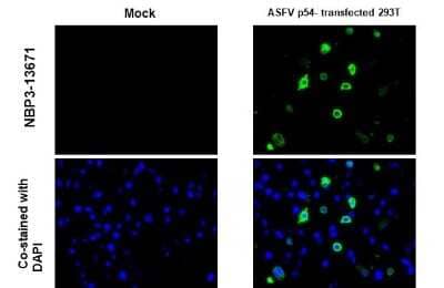 Immunohistochemistry-Paraffin: African Swine Fever Virus p54 Antibody (GT853) [NBP3-13671] - African Swine Fever Virus p54 antibody [GT853] detects African Swine Fever Virus p54 protein at cytoplasm by immunohistochemical analysis. Sample: African swine fever virus envelope protein p54 transfected 293T cell FFPE Cell Pellet Block. Green: African Swine Fever Virus p54 stained by African Swine Fever Virus p54 antibody [GT853] (NBP3-13671) diluted at 1:1000. Blue: Fluoroshield with DAPI. Antigen Retrieval: Citrate buffer, pH 6.0, 15 min