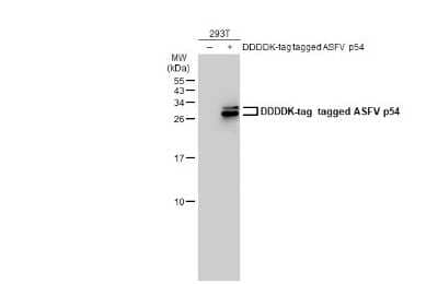 Western Blot: African Swine Fever Virus p54 Antibody (GT853) [NBP3-13671] - Non-transfected (-) and transfected (+) 293T whole cell extracts (30 ug) were separated by 15% SDS-PAGE, and the membrane was blotted with African Swine Fever Virus p54 antibody [GT853] (NBP3-13671) diluted at 1:5000. The HRP-conjugated anti-mouse IgG antibody (NBP2-19382) was used to detect the primary antibody.