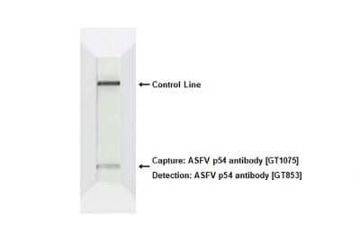 Western Blot: African Swine Fever Virus p54 Antibody (GT853) [NBP3-13671] - Detection of African Swine Fever Virus p54 protein (0.2 ug/ml) by lateral flow assay. Capture : Biotin-labeled African Swine Fever Virus p54 antibody [GT1075] (3.32 ug/ml)._x000B_ Detection : FITC-labeled African Swine Fever Virus p54 antibody [GT853] (3.32 ug/ml).