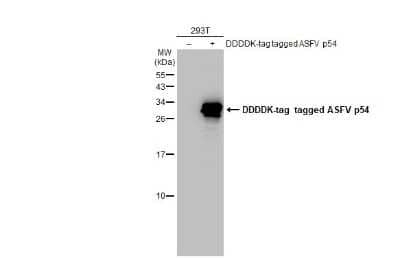 Western Blot: African Swine Fever Virus p54 Antibody [NBP3-13435] - Non-transfected (-) and transfected (+) 293T whole cell extracts (30 ug) were separated by 15% SDS-PAGE, and the membrane was blotted with African Swine Fever Virus p54 antibody (NBP3-13435) diluted at 1:5000. The HRP-conjugated anti-rabbit IgG antibody (NBP2-19301) was used to detect the primary antibody.