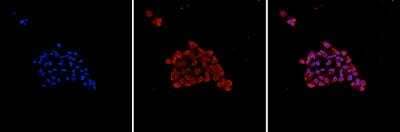 Immunocytochemistry/Immunofluorescence: Ago2/eIF2C2 Antibody (2A8) [NBP2-59159] - HeLa cells were stained with the antibody against Ago and with DAPI. Cells were fixed with 4% formaldehyde for 10' and blocked with PBS/TX-100 containing 1% BSA. The cells were immunofluorescently labelled with the Ago antibody (middle) diluted 1:500 in blocking solution followed by an anti-mouse antibody conjugated to Alexa Fluor 594. The left panel shows staining of the nuclei with DAPI. A merge of both stainings is shown on the right.