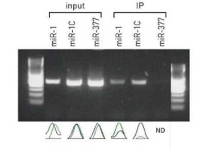 Immunoprecipitation: Ago2/eIF2C2 Antibody (2A8) [NBP2-59159] - Allelic imbalance Ago-RIP assay with the antibody to show the preferential co-immunoprecipitation of miRNA targeted alleles. HeLa cells were transfected with: pRL-TK-4A + pRL-TK-4G + pcDNA-miR-1 (miR-1 is supposed to target Aandallele) pRL-TK-4A + pRL-TK-4G + pcDNA-miR-1C (miR-1C is supposed to target Gandallele) pRL-TK-4A + pRL-TK-4G + pcDNA-miR-377 (miR-377 is supposed to target neither allele). Cell lysate was immunoprecipitated with Protein G agarose beads incubated with antibody. RNA was isolated from the complexes from the input and IP samples, reverse transcribed using random hexamers, and subjected to RT-PCR to confirm enrichment of miRNA targeted allele in IP sample compared to input sample. PCR products were directly sequenced. The electropherograms at the polymorphic site are shown in the second panel. The predicted miRNA target alleles were efficiently co-immunoprecipitated by the antibody.
