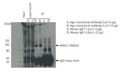 Immunoprecipitation: Ago2/eIF2C2 Antibody (2A8) [NBP2-59159] - IP of endogenous Argonaute proteins using the Ago antibody. HeLa cells (10 cm dish per IP) were subjected to UV crosslinking, lysed in 70 uL of 1X PXL buffer, incubated on ice for 10 min, then treated with DNase I. Dynabeads Protein A (40 uL each) were incubated with 12 ug anti-mouse IgG, used as a bridge antibody, briefly washed, and then incubated with antibody (4 or 12 ug), or non-immune mouse IgG control (4 or 12 ug). The cell lysate and Dynabeads were mixed and incubated at 4C O/N. The beads were washed twice at 4C for 5 min using 500 uL of (i) 1X PXL buffer, (ii) 5X PXL (5X PBS, 0.1% SDS, 0.5% Na-deoxycholate, 0.5% NP-40), and (iii) 1X PNK (50 mM Tris pH7.4, 10 mM MgCl2, 0.5% NP-40). 10 uL of input (10% of starting material), 10 uL of supernatants after IP (10%), and all of immunoprecipitants (~90%) were loaded on SDS-PAGE gel and subjected to Western blot analysis using the antibody and the ECL plus reagent.