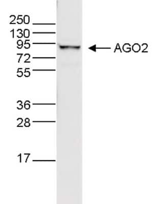 Western Blot: Ago2/eIF2C2 Antibody (2A8) [NBP2-59159] - Western blot analysis using the antibodyWhole cell extracts (40 ug) from HeLa cells were analysed by Western blot using the antibody diluted 1:500 in TBS-Tween containing 5% skimmed milk. The position of the protein of interest is indicated on the right; the marker (kDa) is shown on the left.