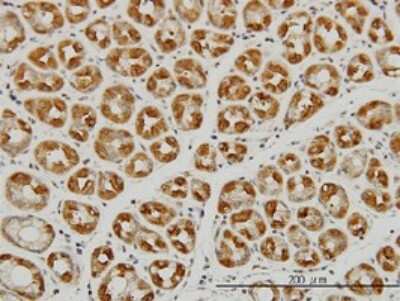 Immunohistochemistry-Paraffin: Ago2/eIF2C2 Antibody (2E12-1C9) [H00027161-M01] - Analysis of monoclonal antibody to EIF2C2 on formalin-fixed paraffin-embedded human stomach. Antibody concentration 3 ug/ml.