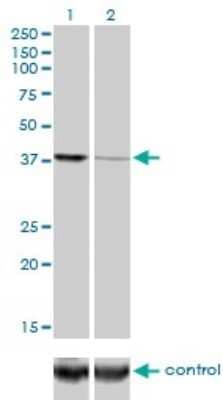 Western Blot: Ago2/eIF2C2 Antibody (2E12-1C9) [H00027161-M01] - Analysis of EIF2C2 over-expressed 293 cell line, cotransfected with EIF2C2 Validated Chimera RNAi ( Cat # H00027161-R01V ) (Lane 2) or non-transfected control (Lane 1). Blot probed with EIF2C2 monoclonal antibody (M01), clone 2E12-1C9 (Cat # H00027161-M01 ). GAPDH ( 36.1 kDa ) used as specificity and loading control.