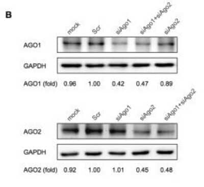 Knockdown Validated: Ago2/eIF2C2 Antibody (2E12-1C9) [H00027161-M01] - AGO2 contributed predominately to silencing activity in both regions. The relative AGO protein levels were detected by western blot 56 hours post siAgo transfection, at the time point when Ago2/eIF2C2 ablated cells were harvested to evaluate luciferase activities. GAPDH was included as loading control. The intensity of protein bands was quantified by ImageJ software (NIH, USA). All experiments were performed at least twice. Image collected and cropped by CiteAb from the following publication (//dx.plos.org/10.1371/journal.pone.0049309) licensed under a CC-BY license.