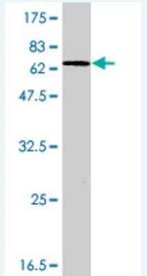Western Blot: Ago2/eIF2C2 Antibody [H00027161-A01] - Detection against Immunogen (68.4 KDa) .