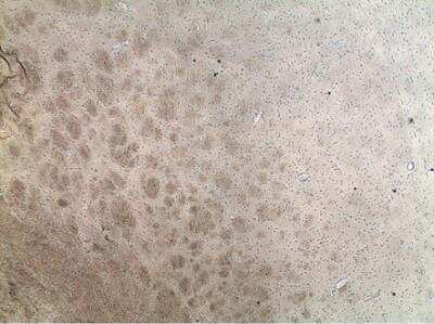 Immunohistochemistry-Paraffin: Agrin Antibody (Agr-131) [NBP1-19245] -  Analysis of rat brain tissue using Agrin, mAb (Agr-131) 