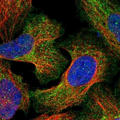 Immunocytochemistry/Immunofluorescence: Agrin Antibody [NBP1-90209] - Staining of human cell line U-2 OS shows localization to plasma membrane & cytosol. Antibody staining is shown in green.