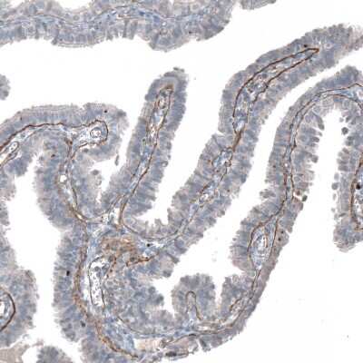 Immunohistochemistry-Paraffin: Agrin Antibody [NBP1-90209] - Staining of human Fallopian tube shows moderate positivity in basement membrane in glandular cells.