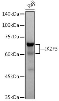 Western Blot: Aiolos/IKZF3 Antibody (4V2Z2) [NBP3-16668] - Western blot analysis of extracts of Raji cells, using Aiolos/IKZF3 antibody (NBP3-16668) at 1:500 dilution. Secondary antibody: HRP Goat Anti-Rabbit IgG (H+L) at 1:10000 dilution. Lysates/proteins: 25ug per lane. Blocking buffer: 3% nonfat dry milk in TBST. Detection: ECL Basic Kit. Exposure time: 3s.