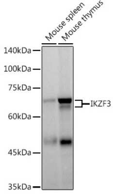 Western Blot: Aiolos/IKZF3 Antibody (4V2Z2) [NBP3-16668] - Western blot analysis of extracts of various cell lines, using Aiolos/IKZF3 antibody (NBP3-16668) at 1:500 dilution. Secondary antibody: HRP Goat Anti-Rabbit IgG (H+L) at 1:10000 dilution. Lysates/proteins: 25ug per lane. Blocking buffer: 3% nonfat dry milk in TBST. Detection: ECL Basic Kit. Exposure time: 60s.