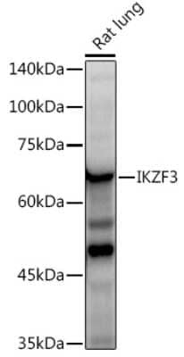 Western Blot: Aiolos/IKZF3 Antibody (4V2Z2) [NBP3-16668] - Western blot analysis of extracts of Rat lung, using Aiolos/IKZF3 antibody (NBP3-16668) at 1:500 dilution. Secondary antibody: HRP Goat Anti-Rabbit IgG (H+L) at 1:10000 dilution. Lysates/proteins: 25ug per lane. Blocking buffer: 3% nonfat dry milk in TBST. Detection: ECL Enhanced Kit. Exposure time: 90s.