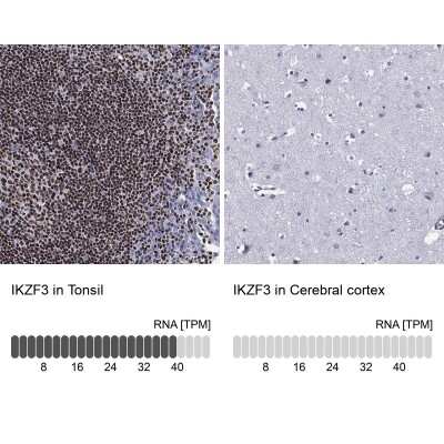 Immunocytochemistry/Immunofluorescence: Aiolos/IKZF3 Antibody [NBP3-16978] - Analysis in human tonsil and cerebral cortex tissues using Anti-IKZF3 antibody. Corresponding IKZF3 RNA-seq data are presented for the same tissues.