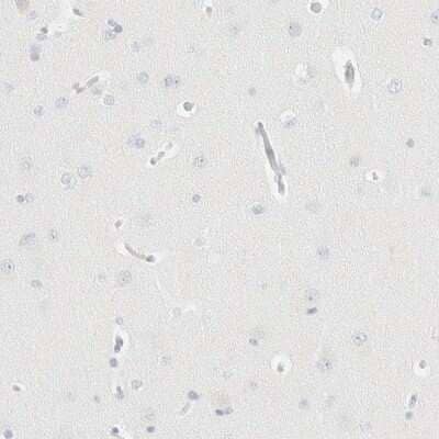 Immunohistochemistry-Paraffin: Aiolos/IKZF3 Antibody [NBP1-89185] - Staining of human cerebral cortex shows low expression as expected.