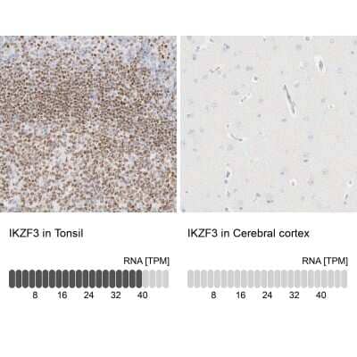 <b>Orthogonal Strategies Validation. </b>Immunohistochemistry-Paraffin: Aiolos/IKZF3 Antibody [NBP1-89185] - Staining in human tonsil and cerebral cortex tissues using anti-IKZF3 antibody. Corresponding IKZF3 RNA-seq data are presented for the same tissues.