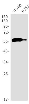 Western Blot: Aiolos/IKZF3 Antibody (S01-0C5) [NBP3-20069] - Western blot detection of Aiolos/IKZF3 in HL-60, U251 cell lysates using NBP3-20069 (1:1000 diluted). Predicted band size: 58kDa. Observed band size: 58kDa.